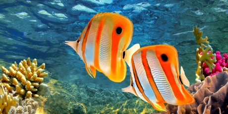 Gran Barrera de Coral