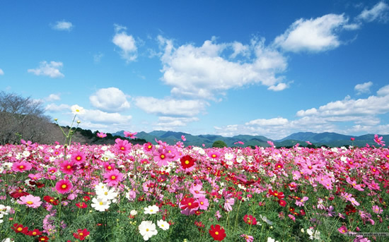 Flores de cosmos en las sierras