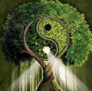 Arbol Yin Yang
