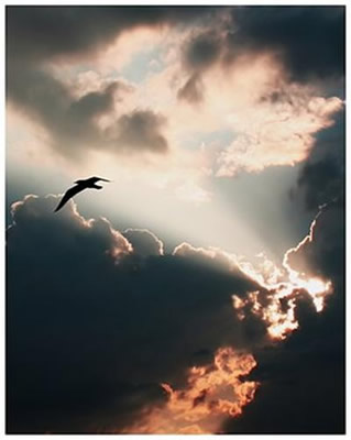 &iquest;Honras tu ira?