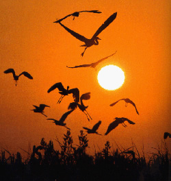 P&aacute;jaros al atardecer