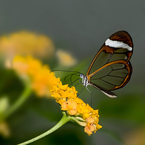 Mariposa Transparente - Nuria - Ojo Digital