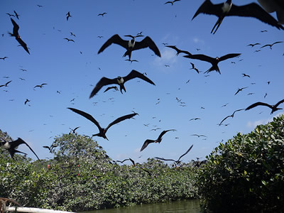 Explosiones Emocionales de Altibajos - Por Dana Mrkich