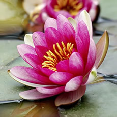 ¿Juicio u Observación?