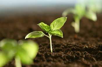 Ustedes Creen lo que Ven