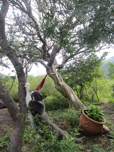 Cha&ntilde;ar y Aurelia